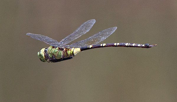 dragonfly in flight